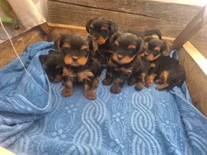  pui yorksire terier mini Toy - imagine 2