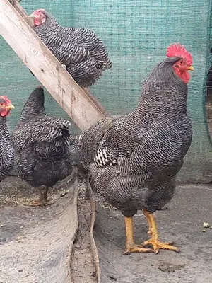 Găini australop sk plagmlont - imagine 3