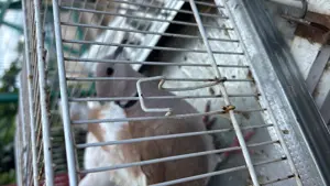 Găini australop sk plagmlont - imagine 5