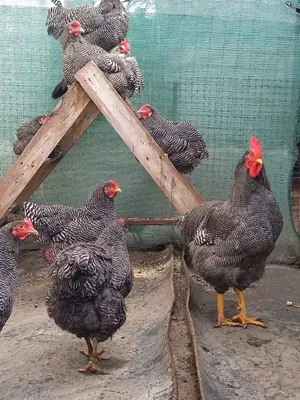 Găini pitice și mari de rasa - imagine 2