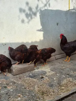 Găini pitice și mari de rasa - imagine 4