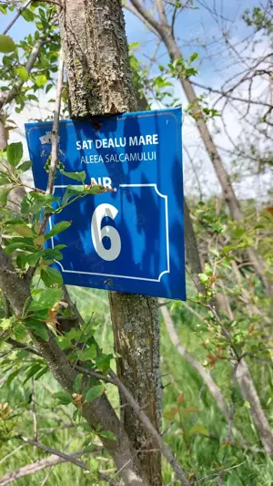 Teren de vanzare in Dealul Mare,localitatea Galicea  - imagine 6