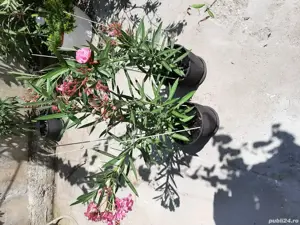 Vand doi leandri roz, de 3 ani, 90 - 95 cm, superbi 