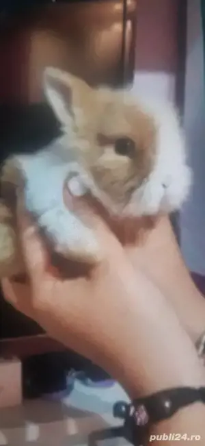 pui mici de iepuri Mini Toy
