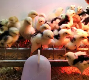 10 puisori La Bresse - imagine 2