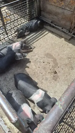 purcei sănătoși, grăsuți și frumoși