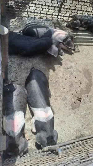 purcei sănătoși, grăsuți și frumoși - imagine 2