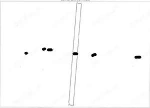 Teren Extravilan Albesti Paleologu, ID: R2586757 - imagine 4