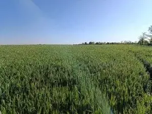 Teren Extravilan Albesti Paleologu, ID: R2586757 - imagine 5