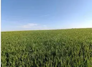 Teren Extravilan Albesti Paleologu, ID: R2586757 - imagine 2