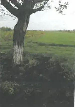 Teren extravilan Pietroasele, ID: R2586802 - imagine 8 Teren extravilan Pietroasele, ID: R2586802 - imagine 8