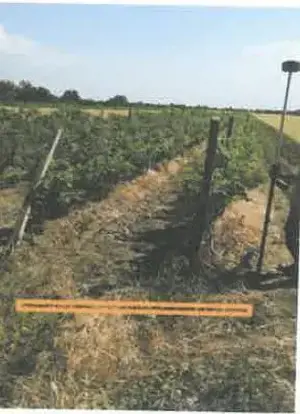 Teren extravilan Pietroasele, ID: R2586802 - imagine 10 Teren extravilan Pietroasele, ID: R2586802 - imagine 10