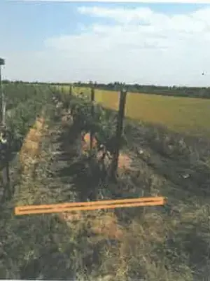 Teren extravilan Pietroasele, ID: R2586802 - imagine 9 Teren extravilan Pietroasele, ID: R2586802 - imagine 9