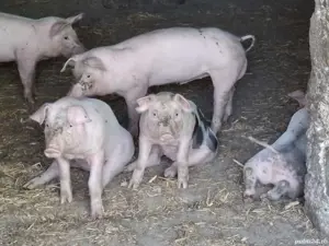 vand purcei  200kg - imagine 2