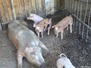 vand purcei  200kg - imagine 4