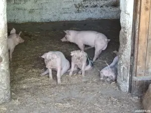 vand purcei  200kg - imagine 3