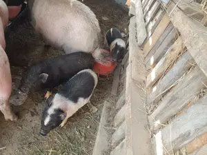 Purcei vietnamezi - imagine 2 Purcei vietnamezi - imagine 2