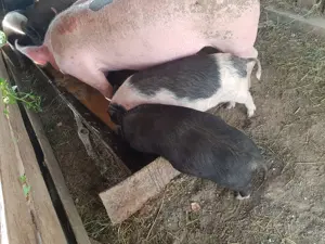 Purcei vietnamezi - imagine 4 Purcei vietnamezi - imagine 4