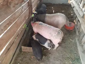 Purcei vietnamezi - imagine 3 Purcei vietnamezi - imagine 3