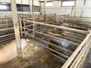 Catun   Ferma autorizata " Tip A " pentru cresterea porcilor - IMOBIHOR  - imagine 10