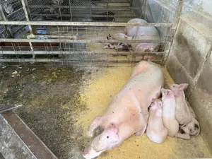 Catun   Ferma autorizata " Tip A " pentru cresterea porcilor - IMOBIHOR  - imagine 12