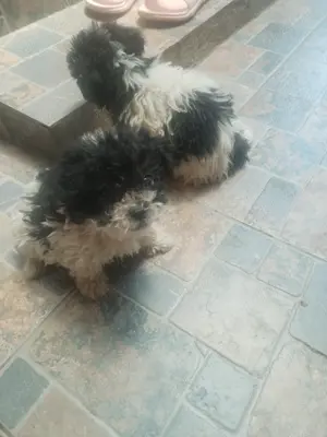 Bichon havanez de vanzare - imagine 3