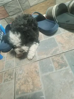 Bichon havanez de vanzare - imagine 4