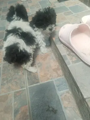 Bichon havanez de vanzare - imagine 5