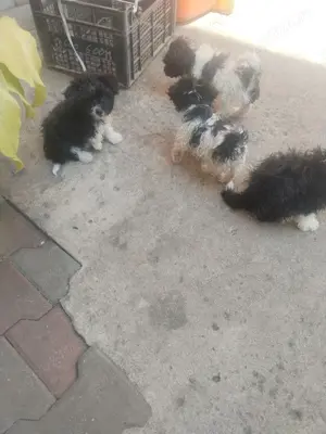 Bichon havanez de vanzare - imagine 8