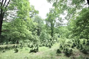 Teren de vanzare 4713 mp investitie | Poiana Brasov - imagine 4