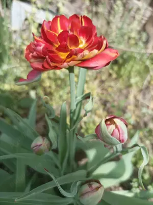 600 mp Teren întravilan  Rosu Chiajna