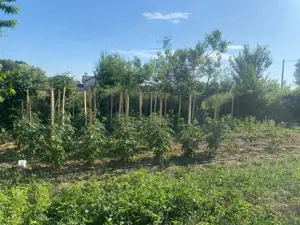 Casă cu grădină și anexe de vânzare, Bâlta, com. Runcu, Gorj - imagine 5