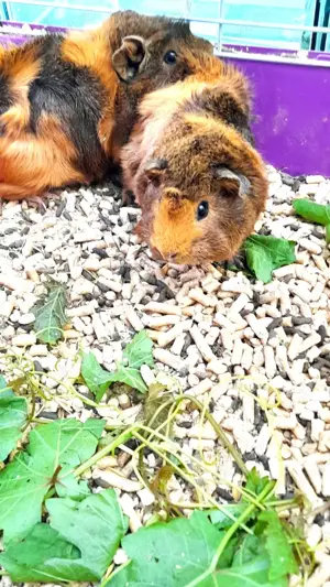 Porcusori de Guineea - imagine 2