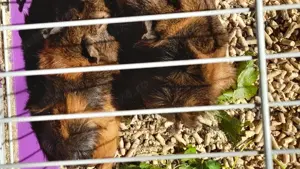 Porcusori de Guineea - imagine 4