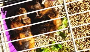 Porcusori de Guineea - imagine 5