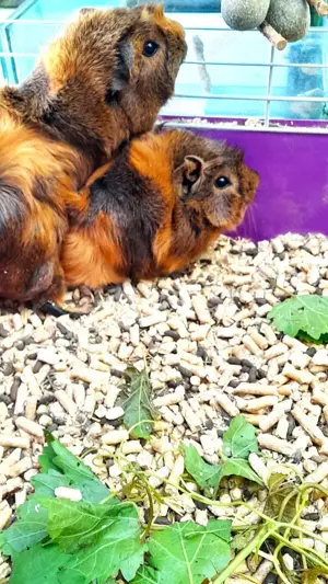 Porcusori de Guineea - imagine 3