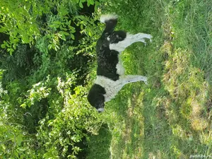 vand caine ciobănesc  - imagine 4