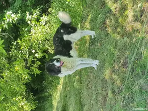 vand caine ciobănesc 