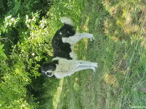 vand caine ciobănesc  - imagine 3