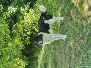 vand caine ciobănesc  - imagine 2