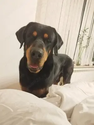 Donez caine talie mare - imagine 2