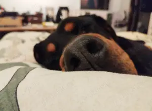 Donez caine talie mare