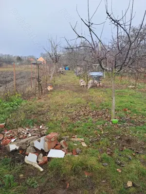 Vind porci grasi și scroafe gestante - imagine 2