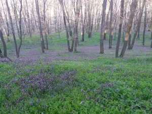 FRumusani- padure ,lac 400 mp LOT de casa  teren intravilan 10 min  metrou- gaze curent,canalizare - imagine 3