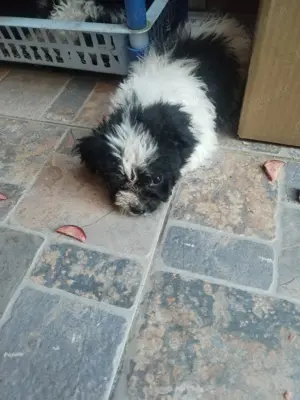 Caini Bichon havanez - imagine 4