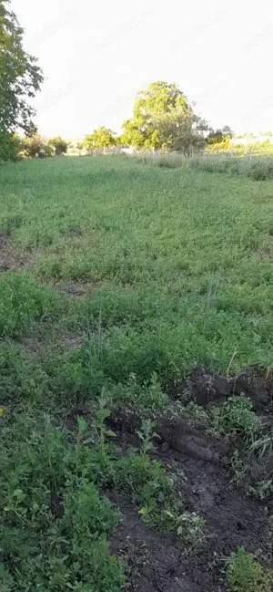 Teren Căciulești Neamț, comuna Girov - imagine 3