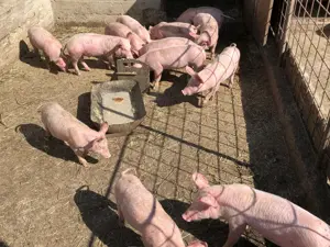 Purcei de vânzare  - imagine 2 Purcei de vânzare  - imagine 2