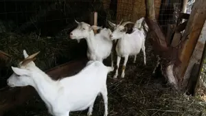 Vand capre Saanen si oi Romanov si Breze de Hateg