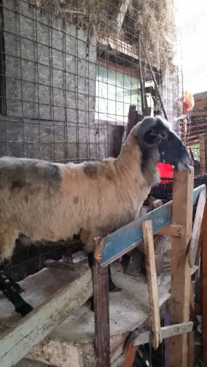 Vand oi Romanov si oi Breze de Hateg