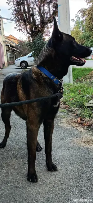 Ciobanesc belgian malinois de vanzare - imagine 5